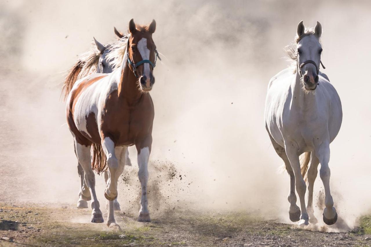 Ranchhouse Smoker- Westernstable - Horse Elterlein Zewnętrze zdjęcie
