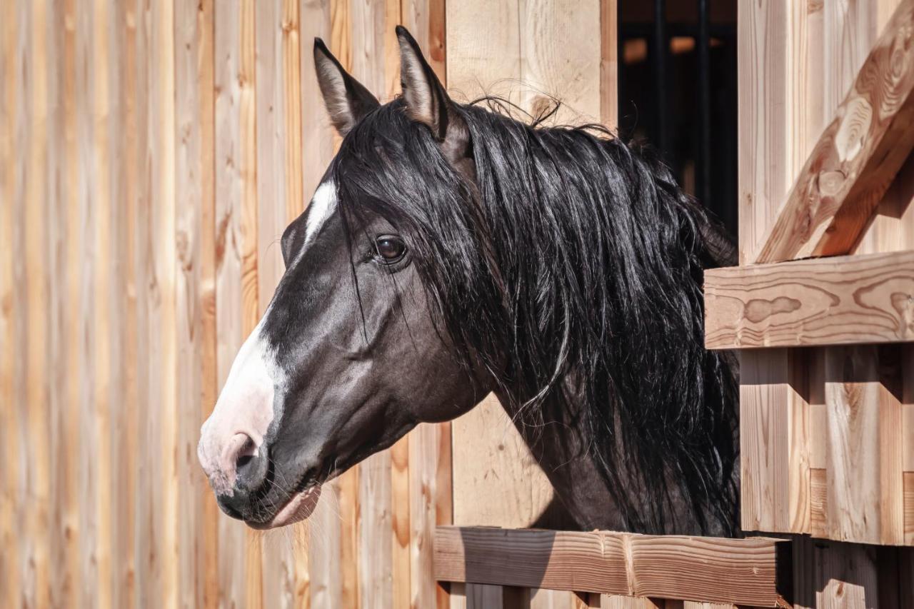 Ranchhouse Smoker- Westernstable - Horse Elterlein Zewnętrze zdjęcie